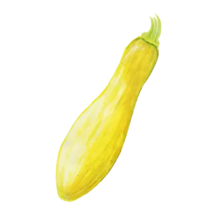 Sommarsquash Yellow Straightneck