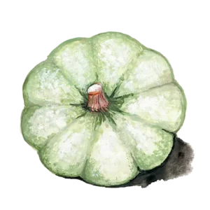 Vintersquash Kroshka