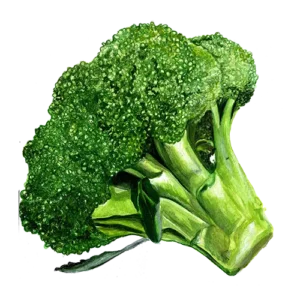 Broccoli Rasmus